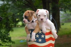boxer-Puppies-American-Flag
