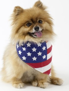 column_small-cute-dog-wearing-american-flag-bandana